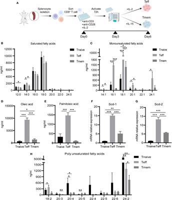 Scd-1 deficiency promotes the differentiation of CD8+ T effector